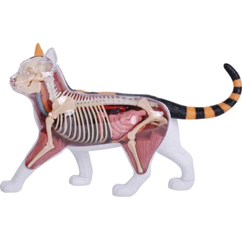 4D Vision Анатомическая модел Ситцевой котки Анализира подплатени анатомична модел орган на животното Направи си САМ Скелет Медицински наръчник Безплатна Доставка